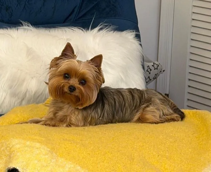 Coco Chanel, Eleonora's dog